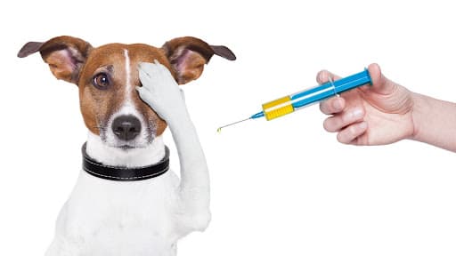 Vacinação em cães