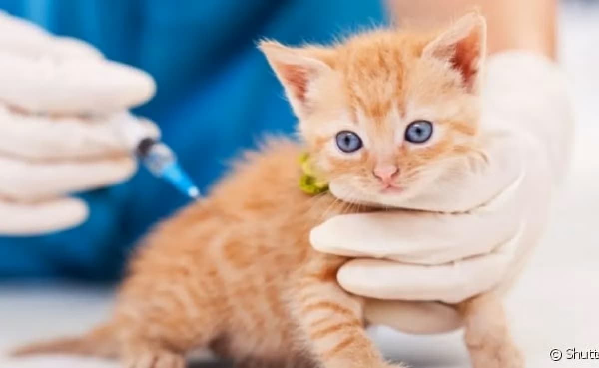 Vacinação em gatos