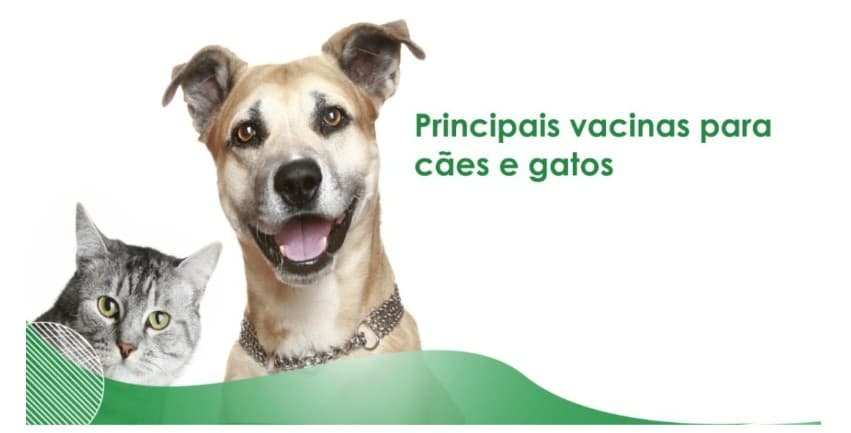 Principais vacinas para cães e gatos